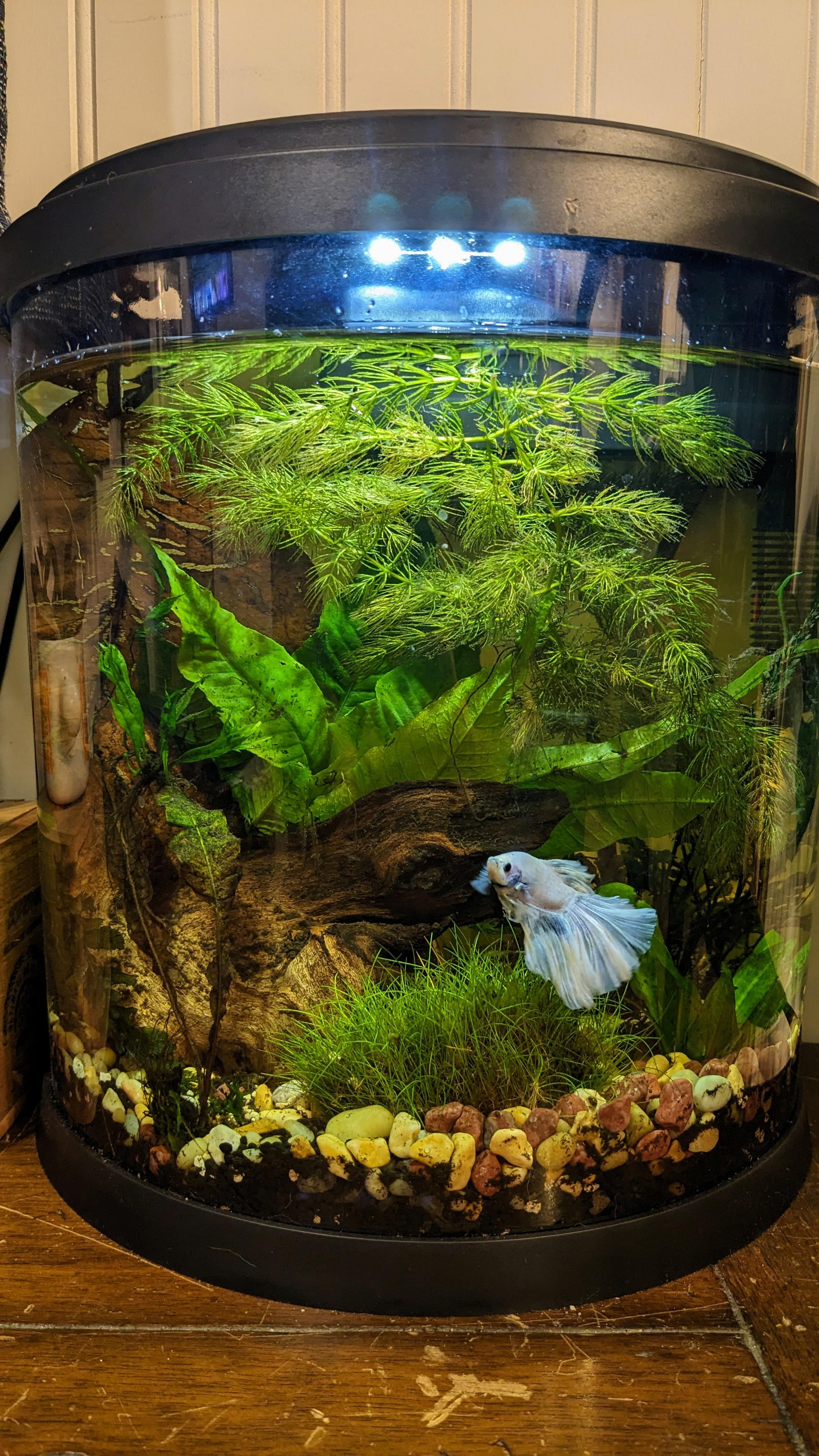 Top 7 Effective Fish Tank Lights for a Vibrant Aquatic Home in 2025