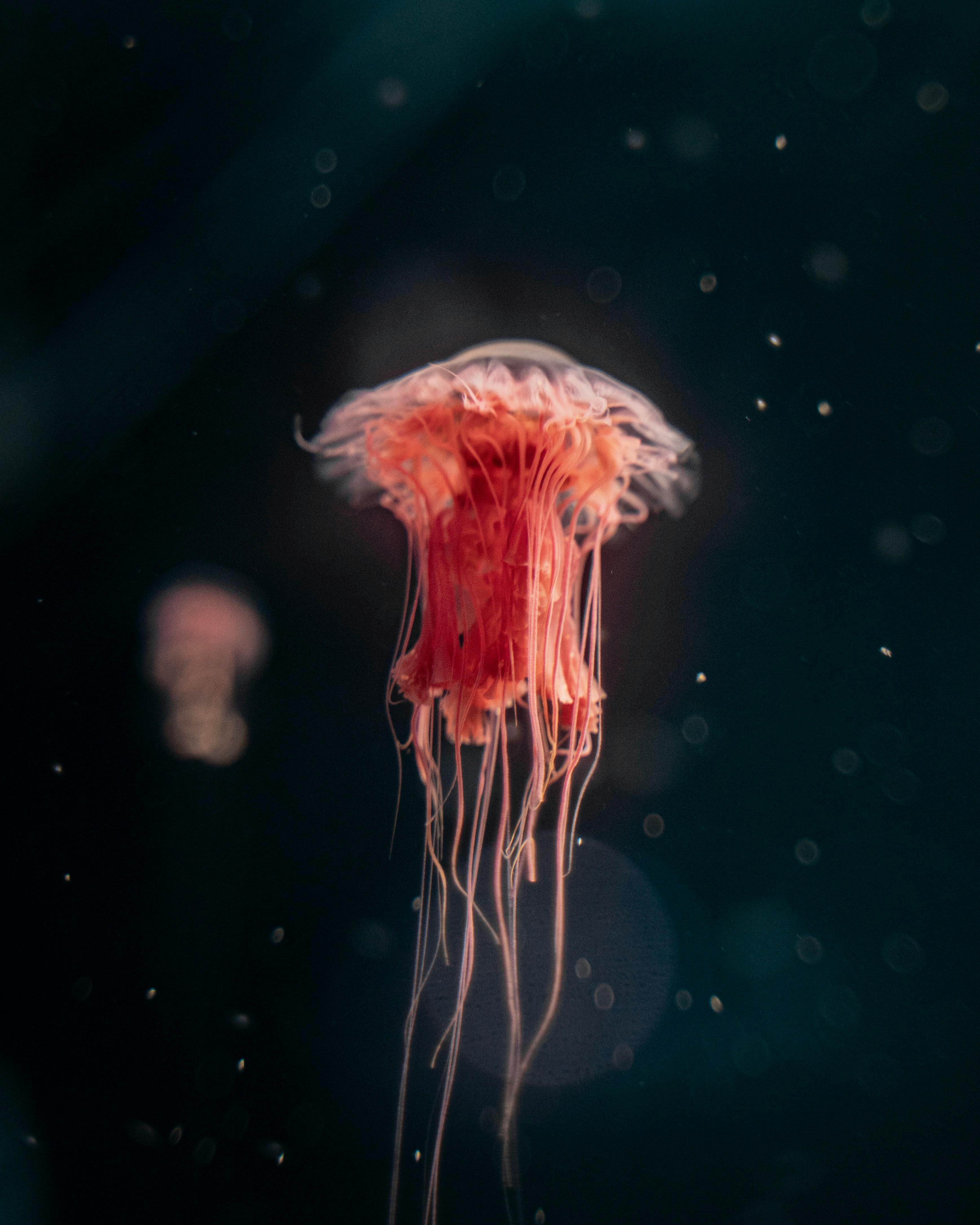 Explore the Top 5 South Carolina Aquarium Reviews in 2025!