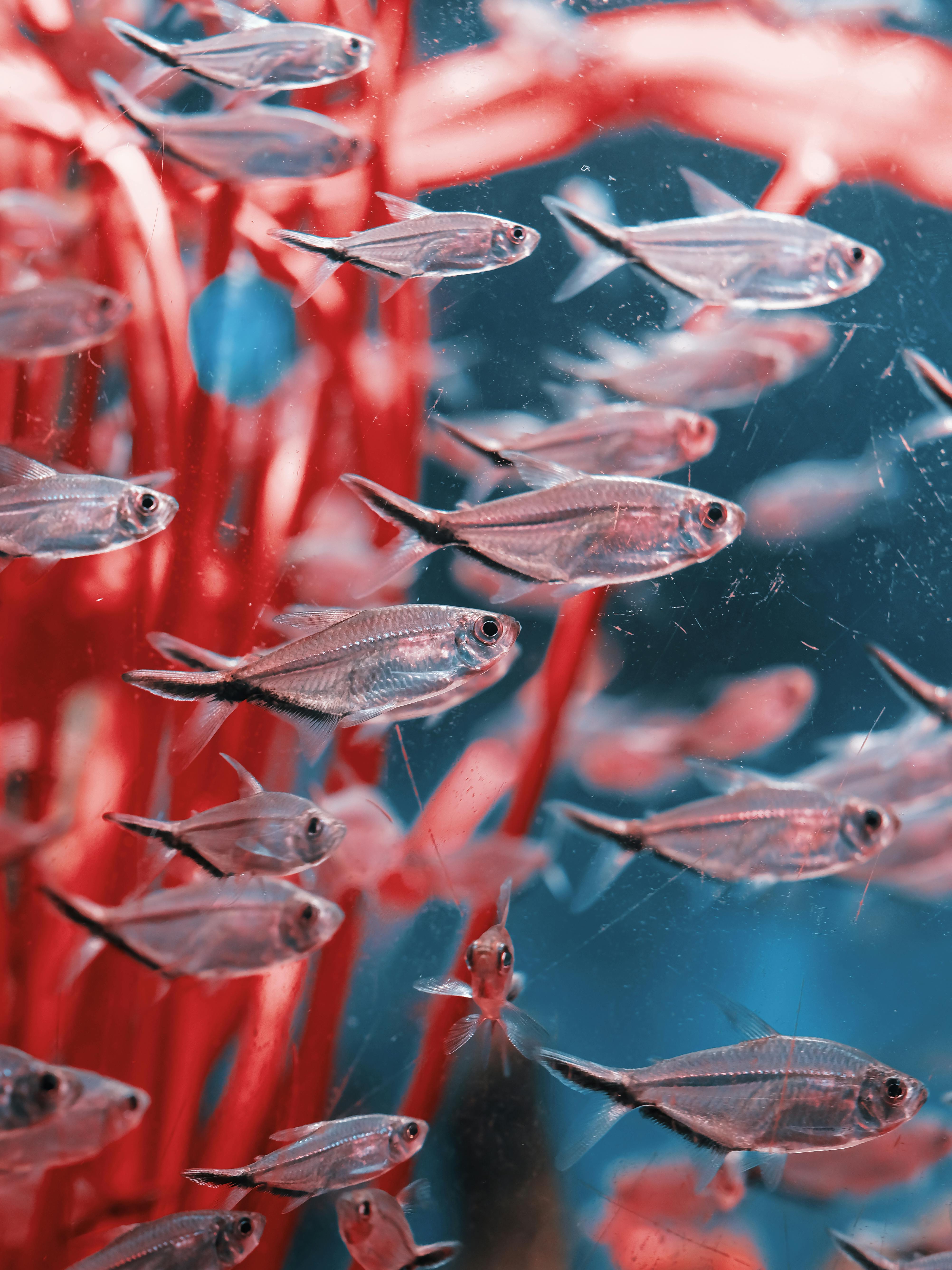 Effective Ways to Care for Clown Loach in 2025: Discover Tips