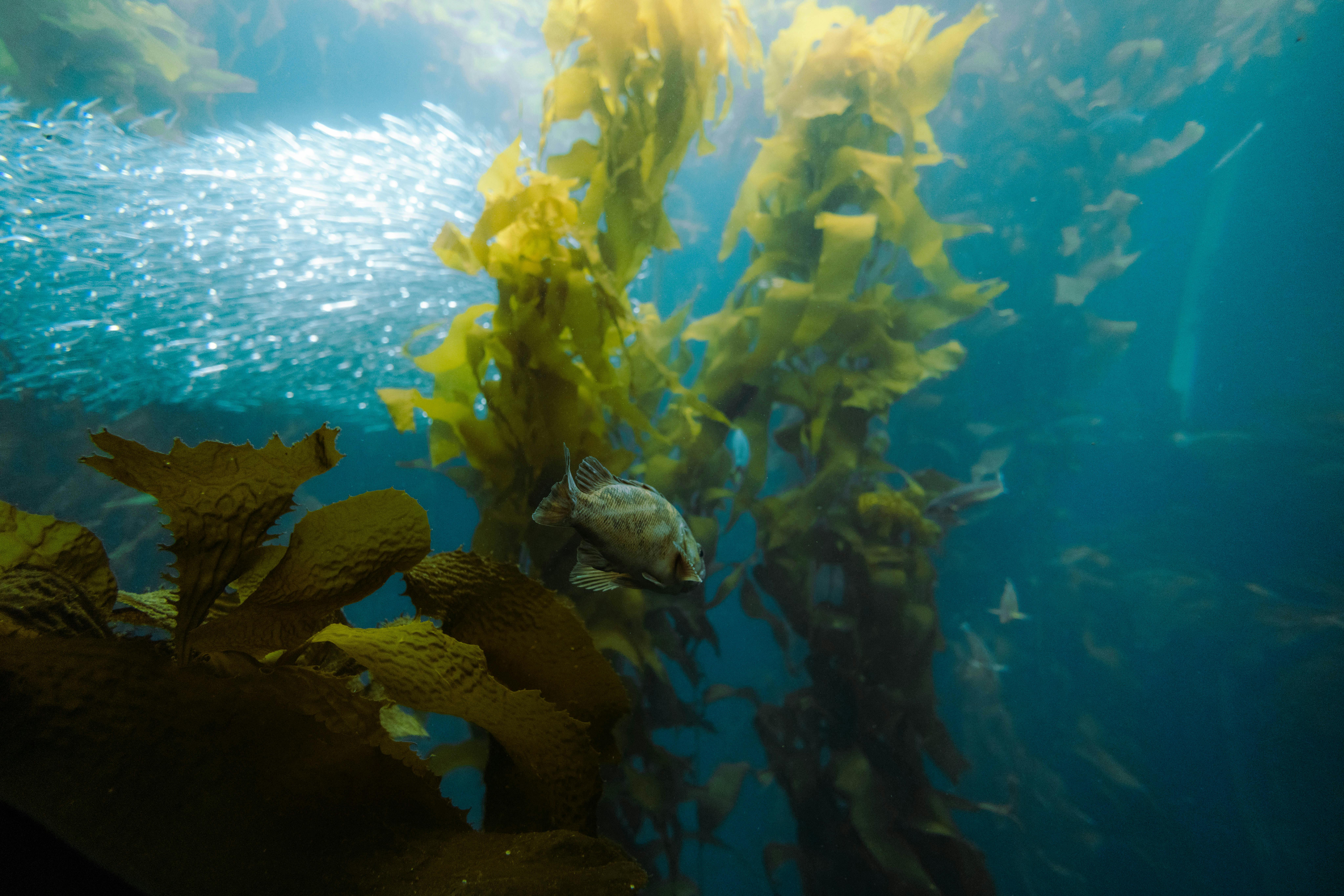 Smart Ways to Create a Fish Tank for Cats in 2025