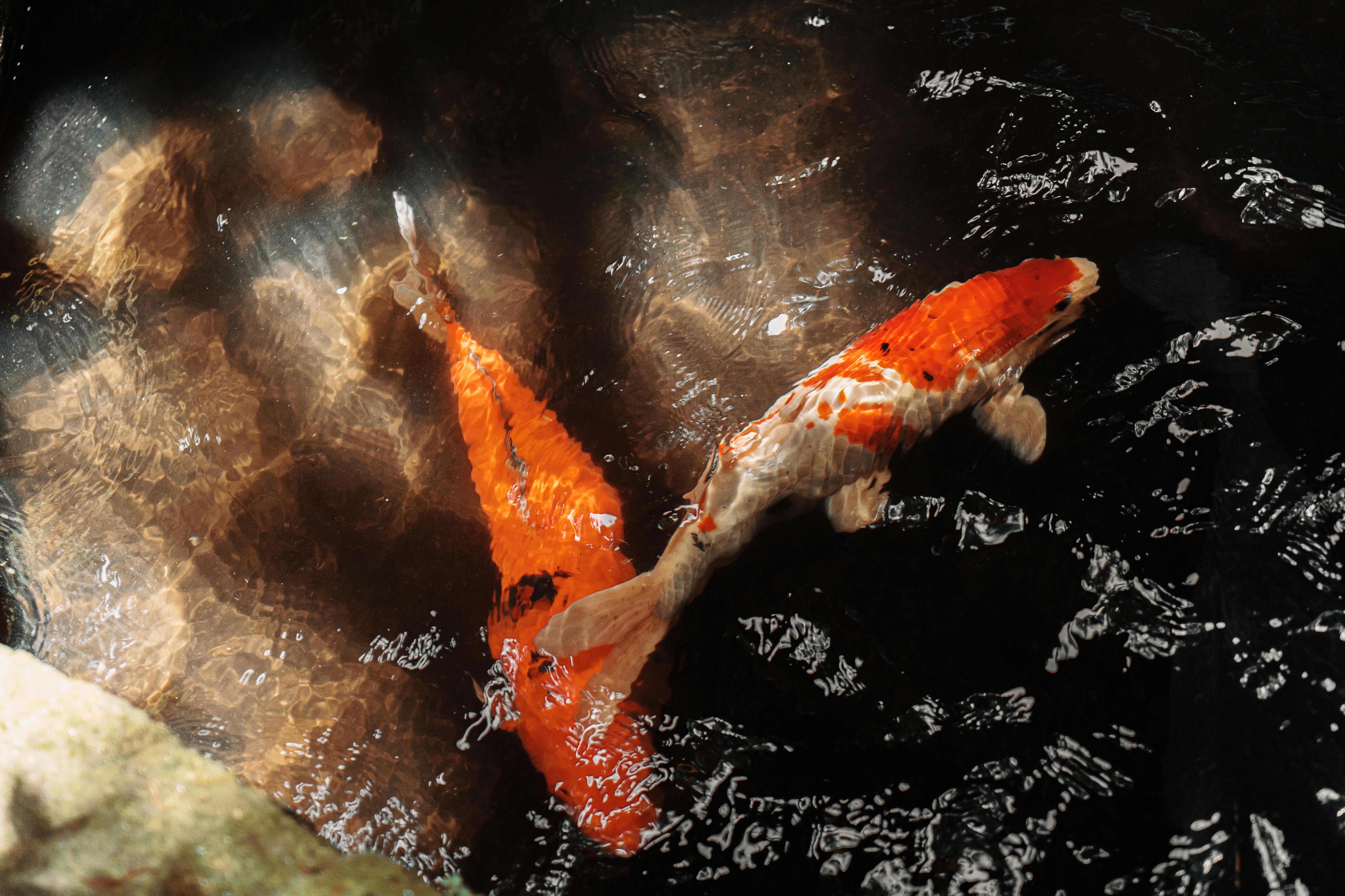 Practical Guide to Axolotl Pet Store: Discover Essential Choices!