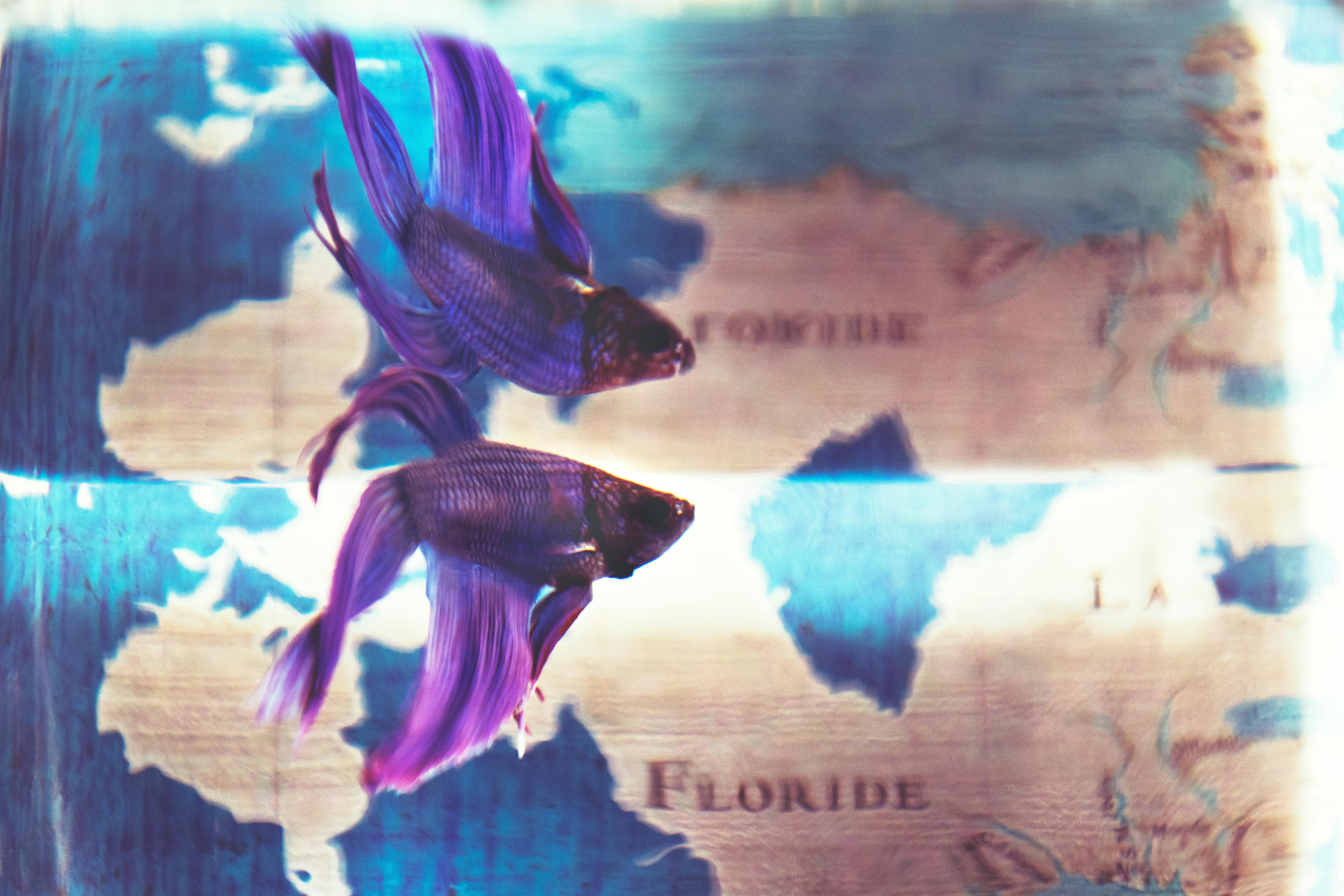 Best 5 Options for Pet Octopuses in 2025: You Won't Regret Choosing!