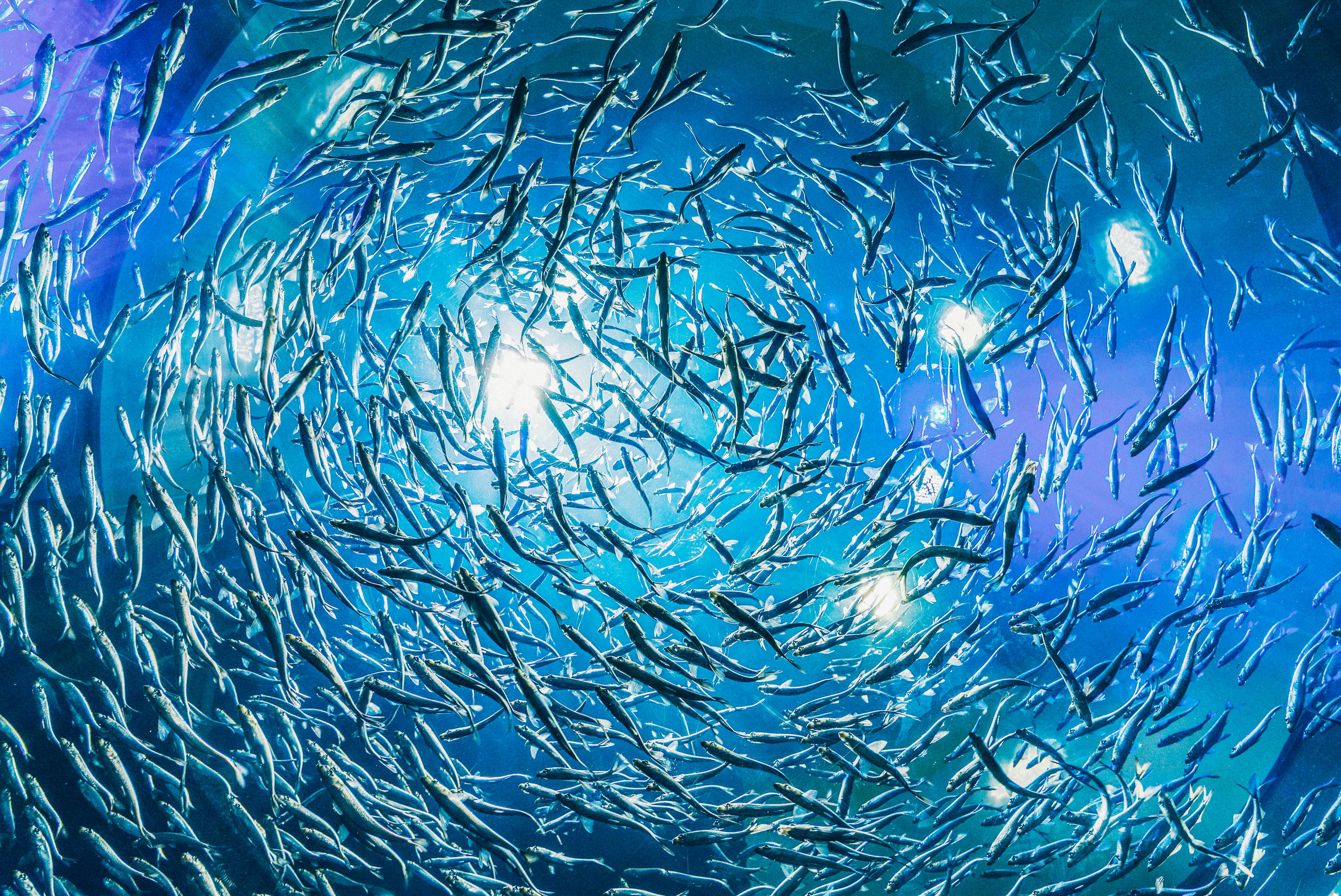 Discover the Best 5 Pretty Freshwater Fish for Your Tank in 2025