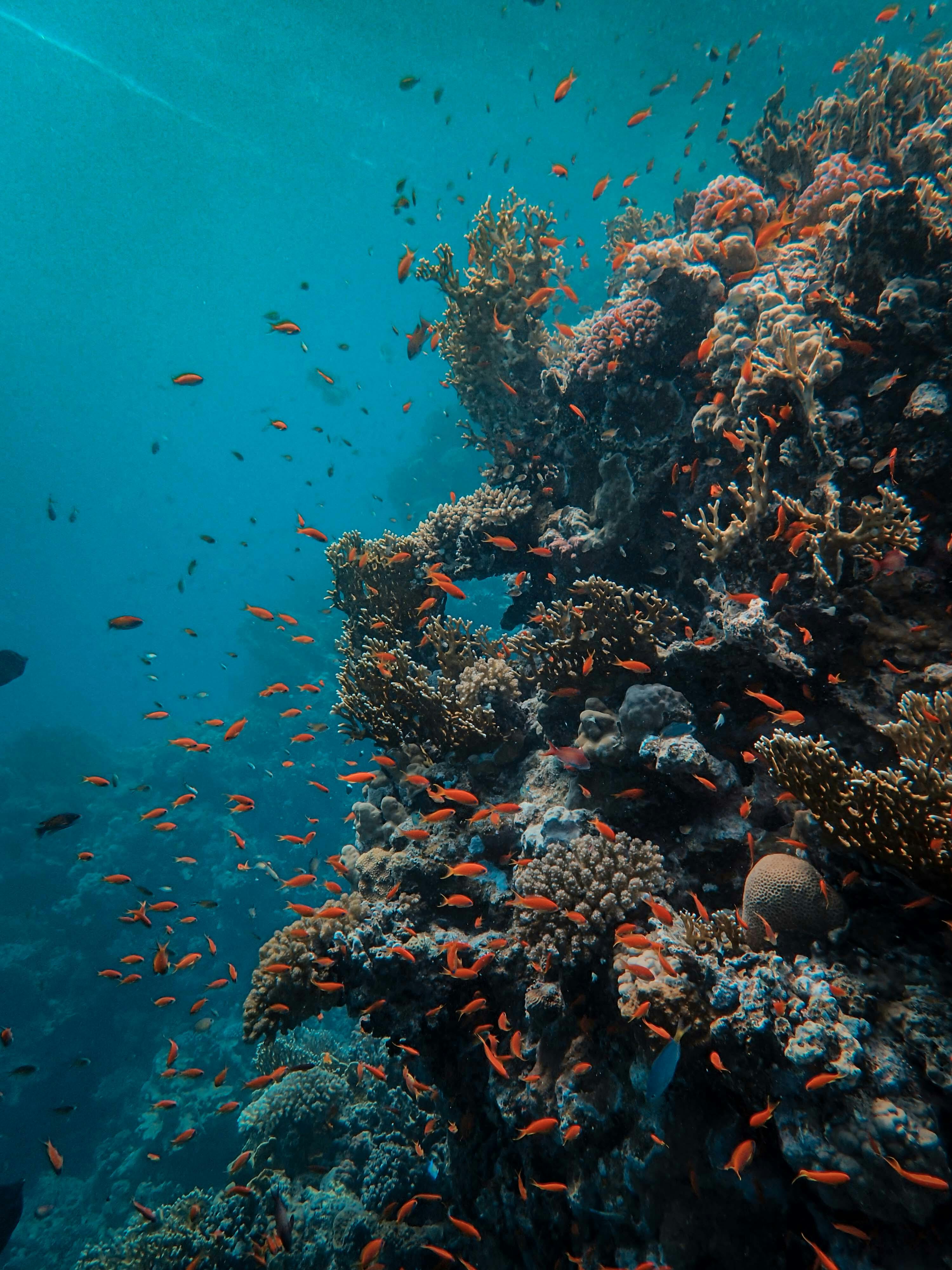 Explore the Georgia Aquarium: 5 Essential Tips for 2025!