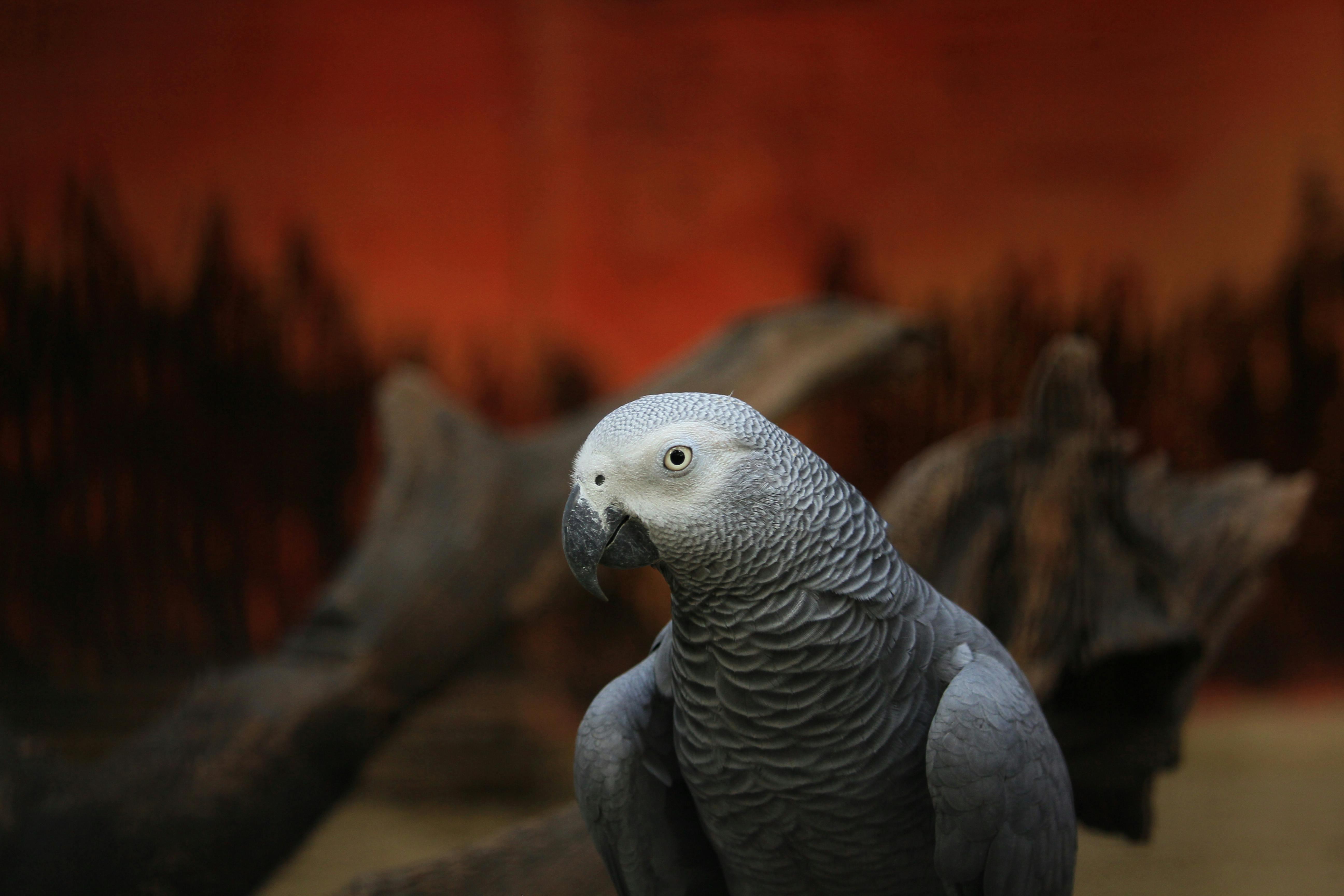 Top 5 Effective Ways to Optimize Your Polar Parrot Fish Care in 2025