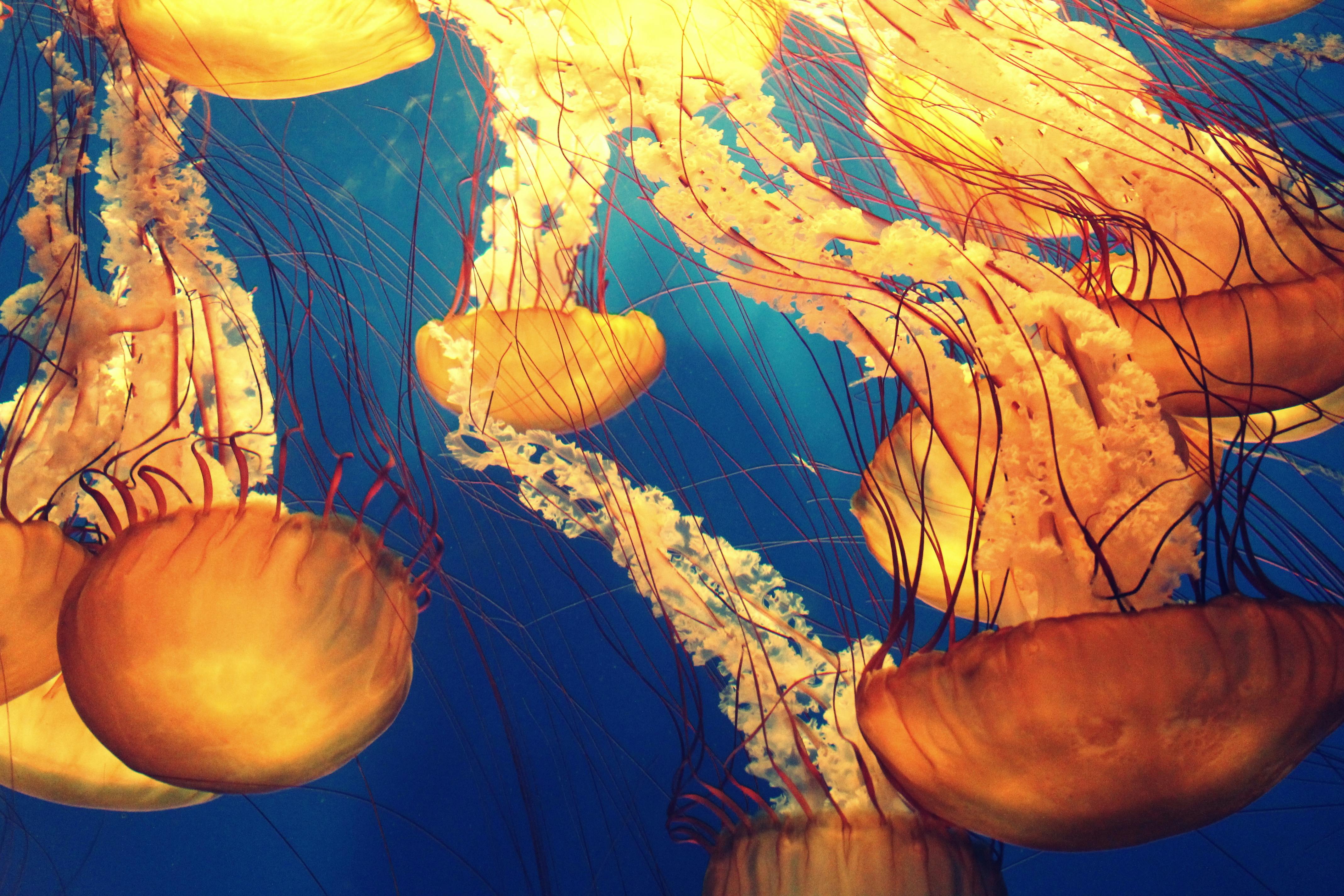 Smart Ways to Find the Best Fish Shop Near You in 2025