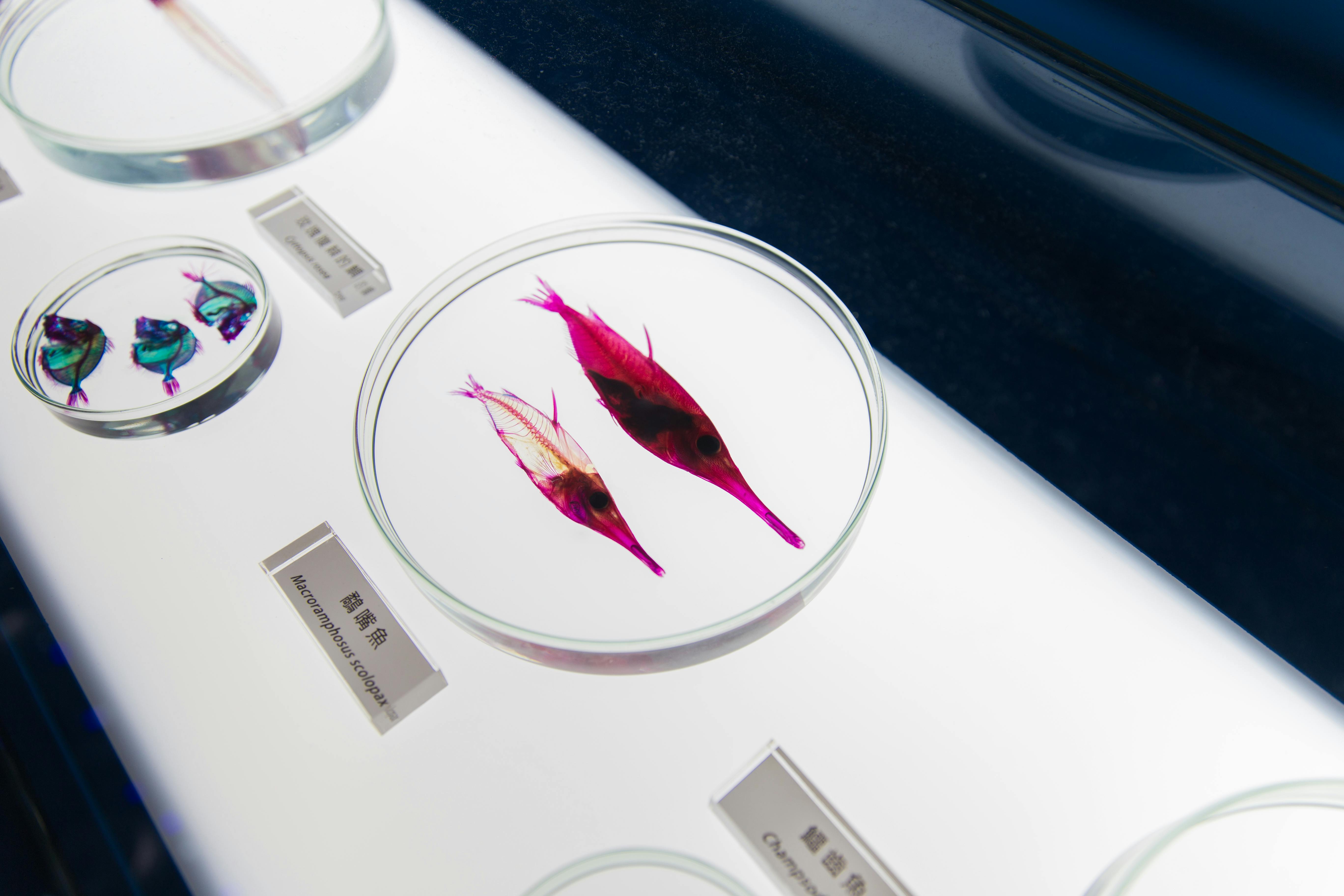 Practical Guide to Betta Fish Costs in 2025: Get Started!