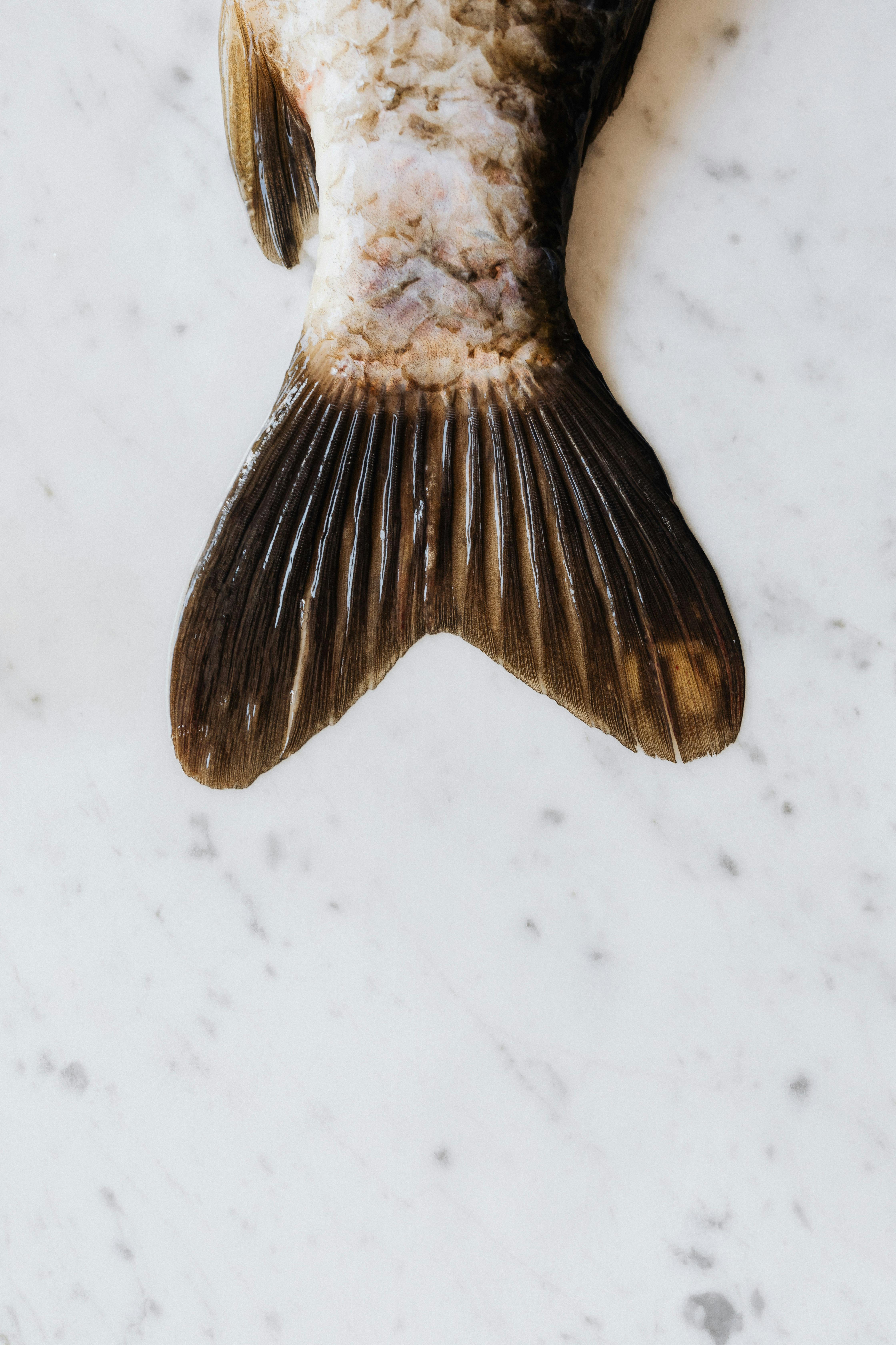 Smart Ways to Catch Redfish in Aruba for a Successful Trip