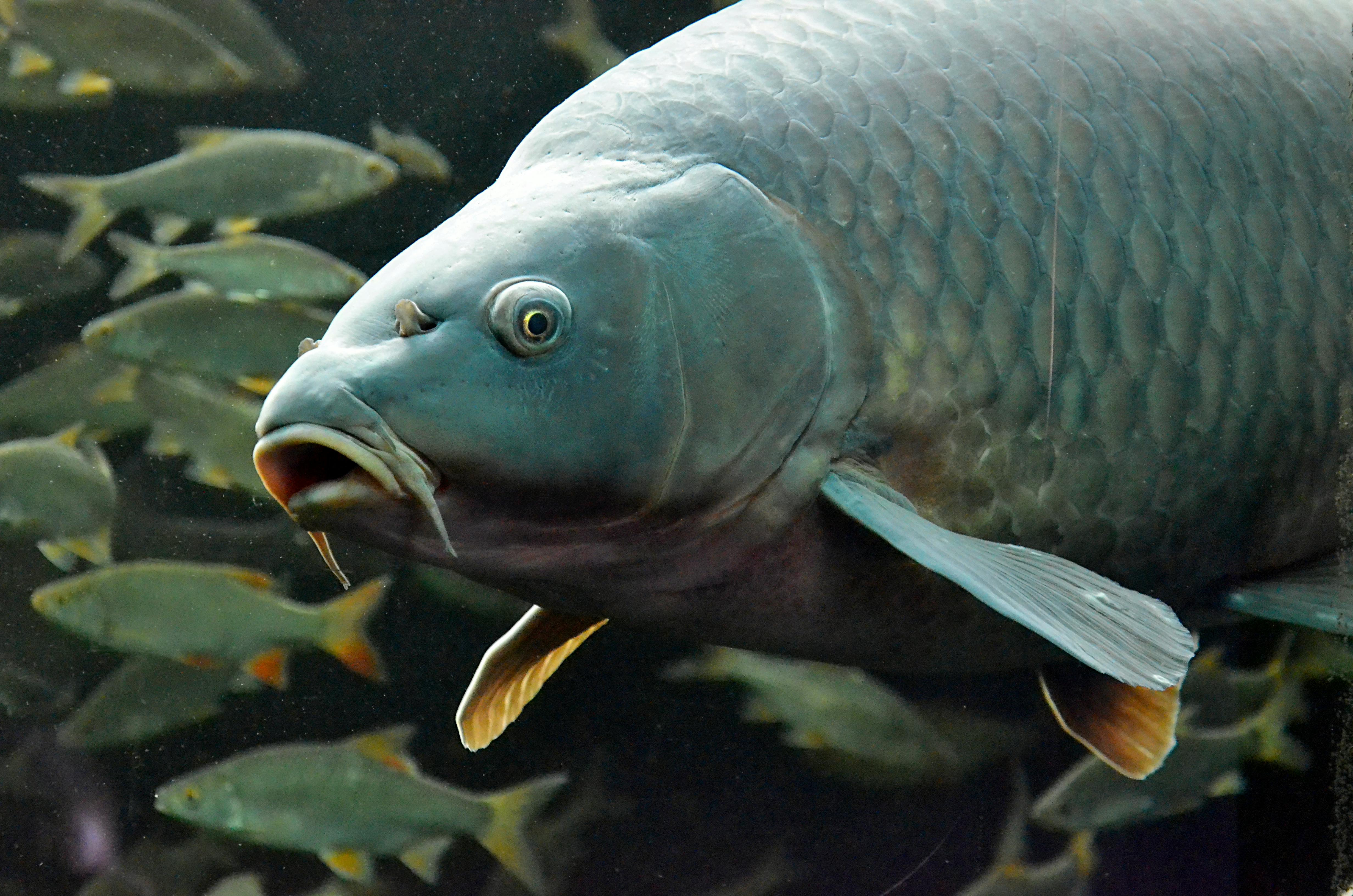 Best 5 Aquarium Filter Media Options to Consider in 2025