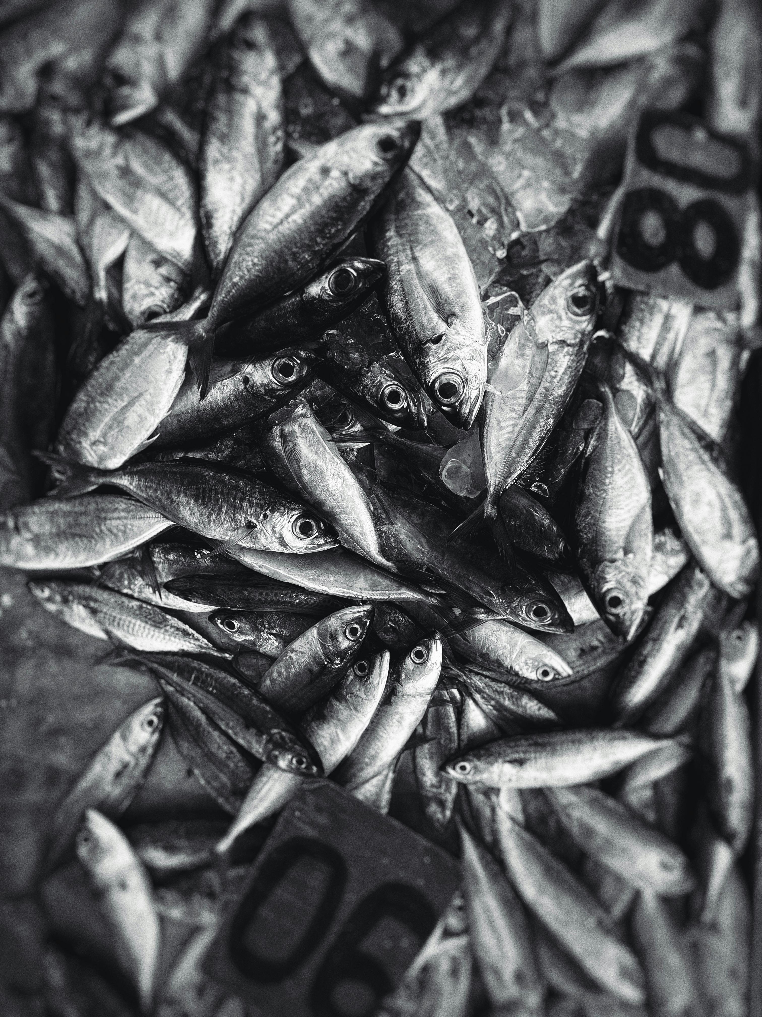 Practical Guide to Fish Supplies Near You in 2025 - Discover Now!